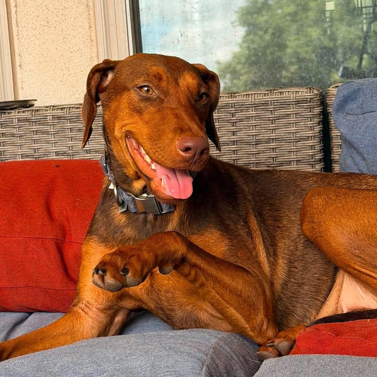 Enlarge Daphne, a Adoptable mixed breed in Lago Vista, TX image 1/6