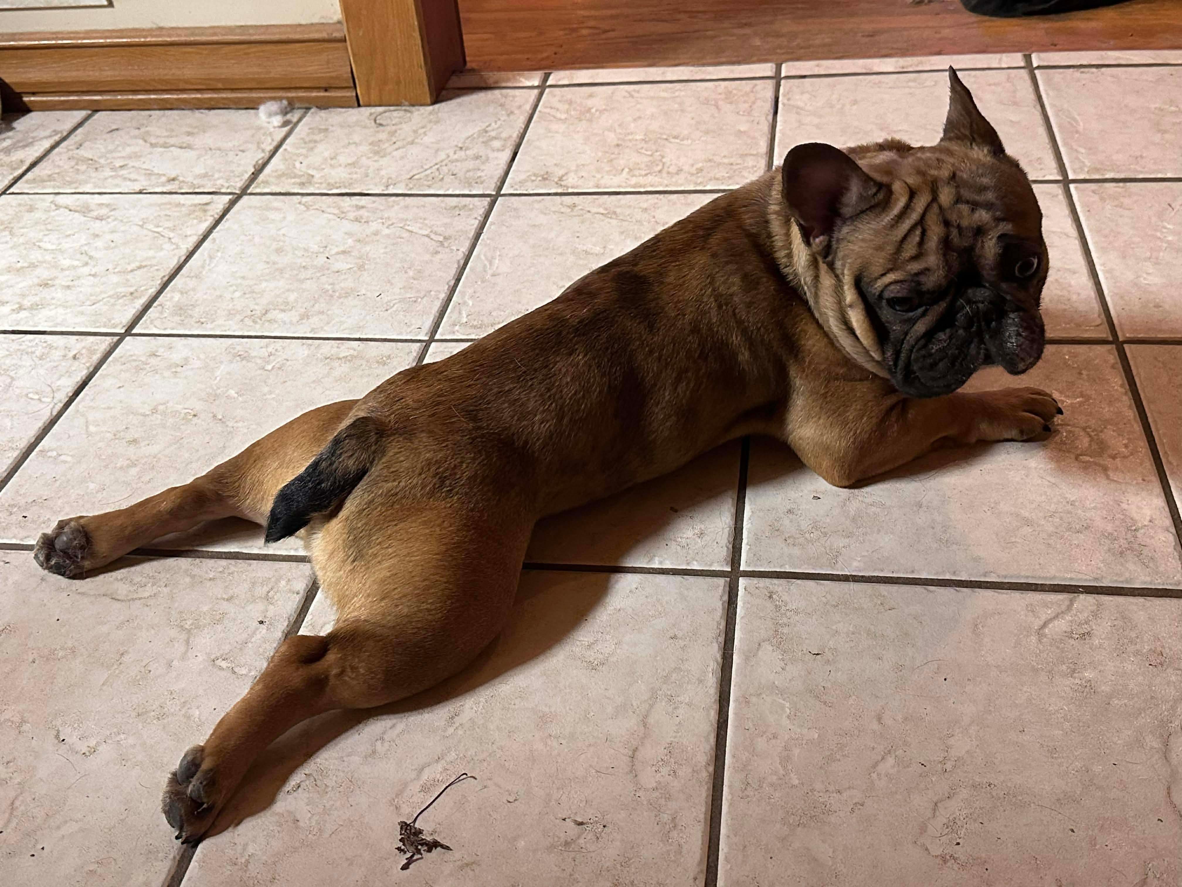 Enlarge DOS, a ADOPTABLE mixed breed in Cincinnati, OH image 1/6