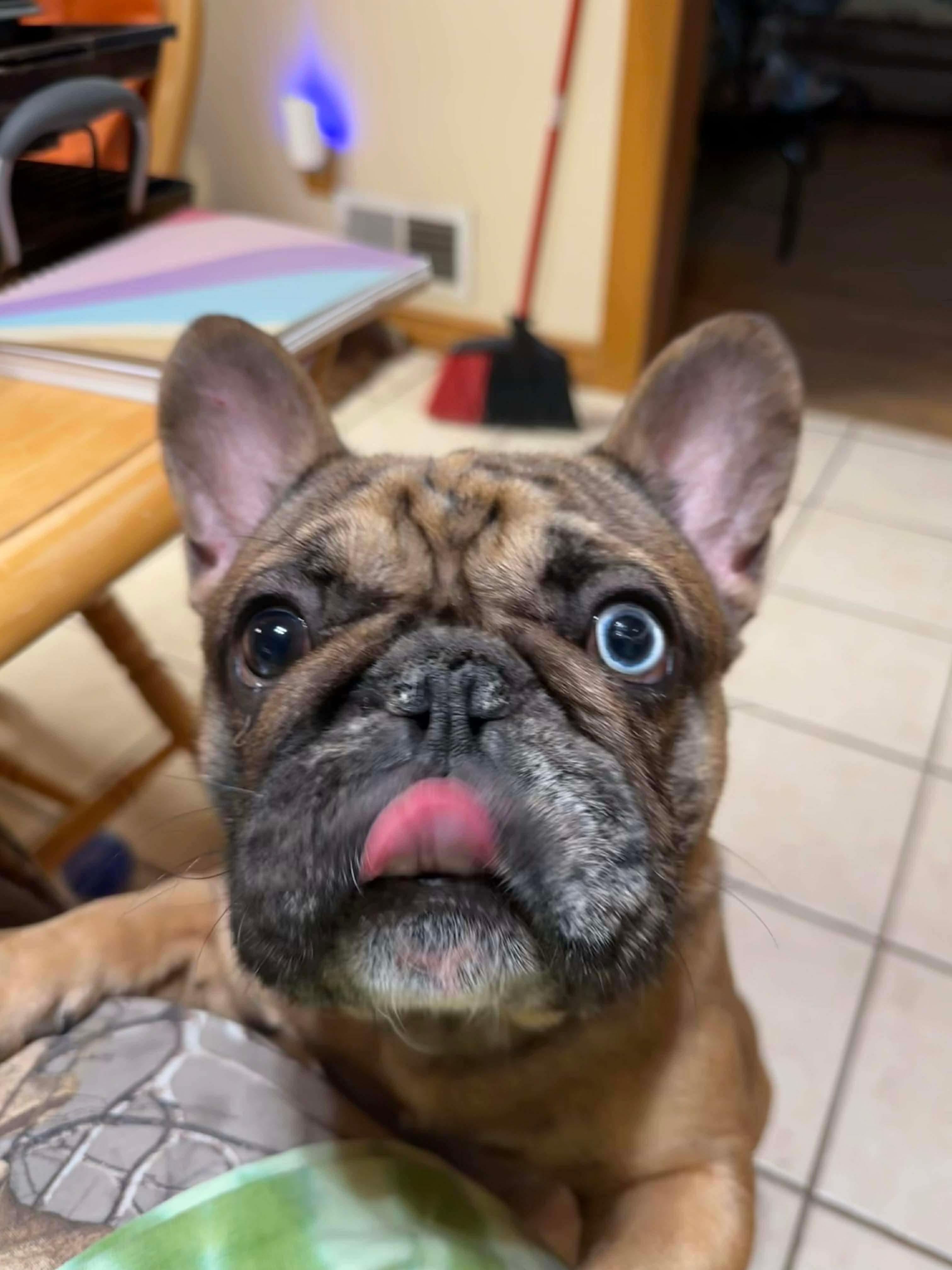 Enlarge DOS, a ADOPTABLE mixed breed in Cincinnati, OH image 2/6