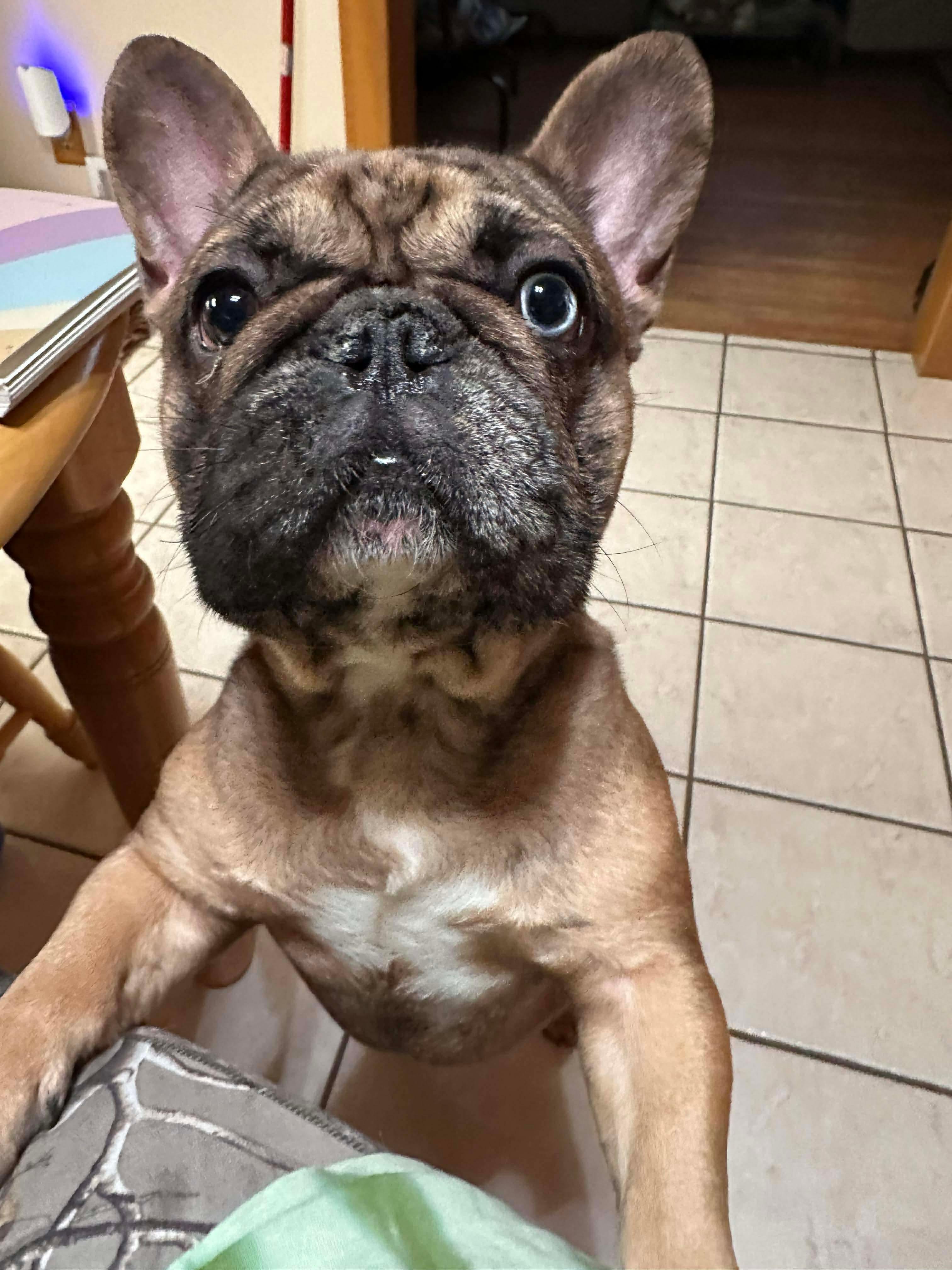 Enlarge DOS, a ADOPTABLE mixed breed in Cincinnati, OH image 3/6