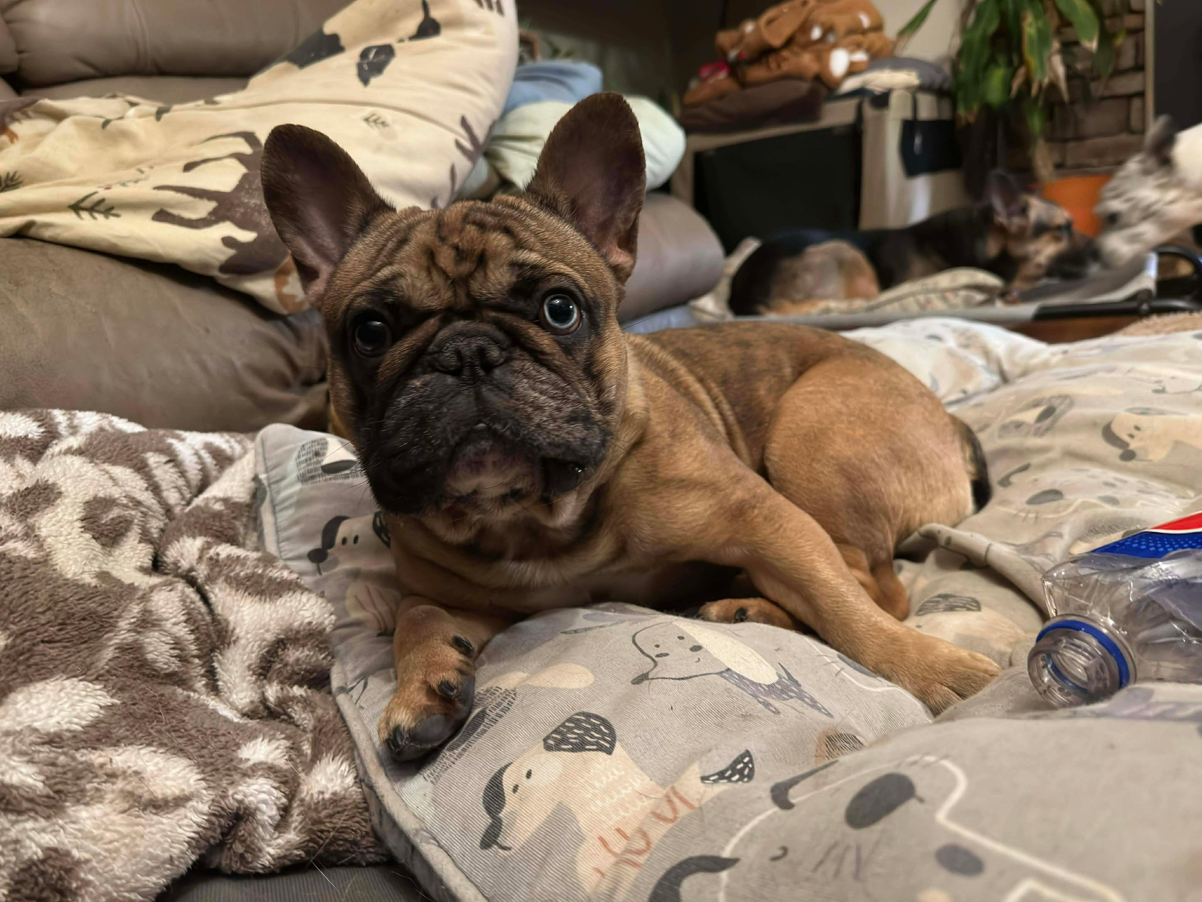 Enlarge DOS, a ADOPTABLE mixed breed in Cincinnati, OH image 4/6