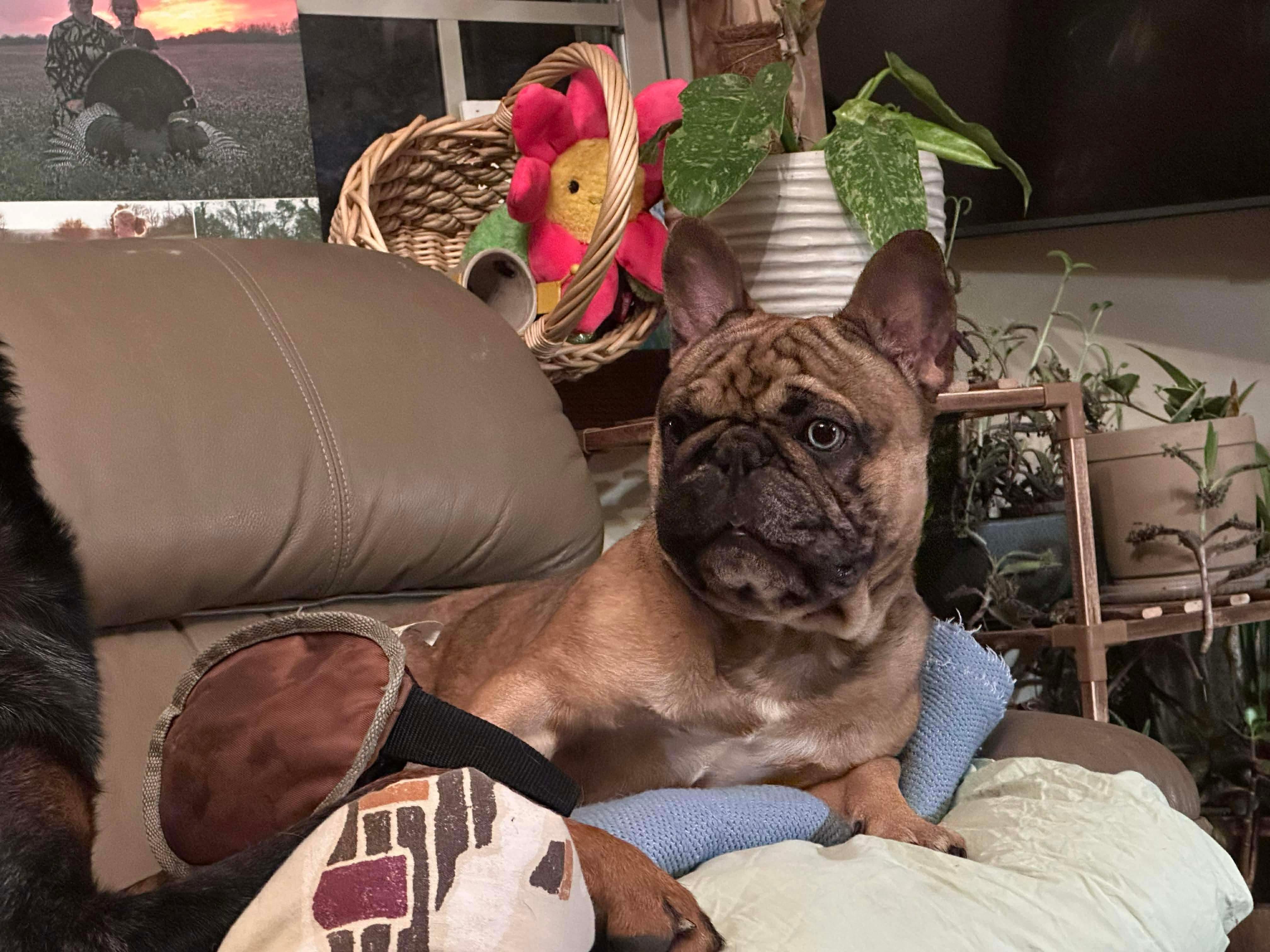 Enlarge DOS, a ADOPTABLE mixed breed in Cincinnati, OH image 5/6