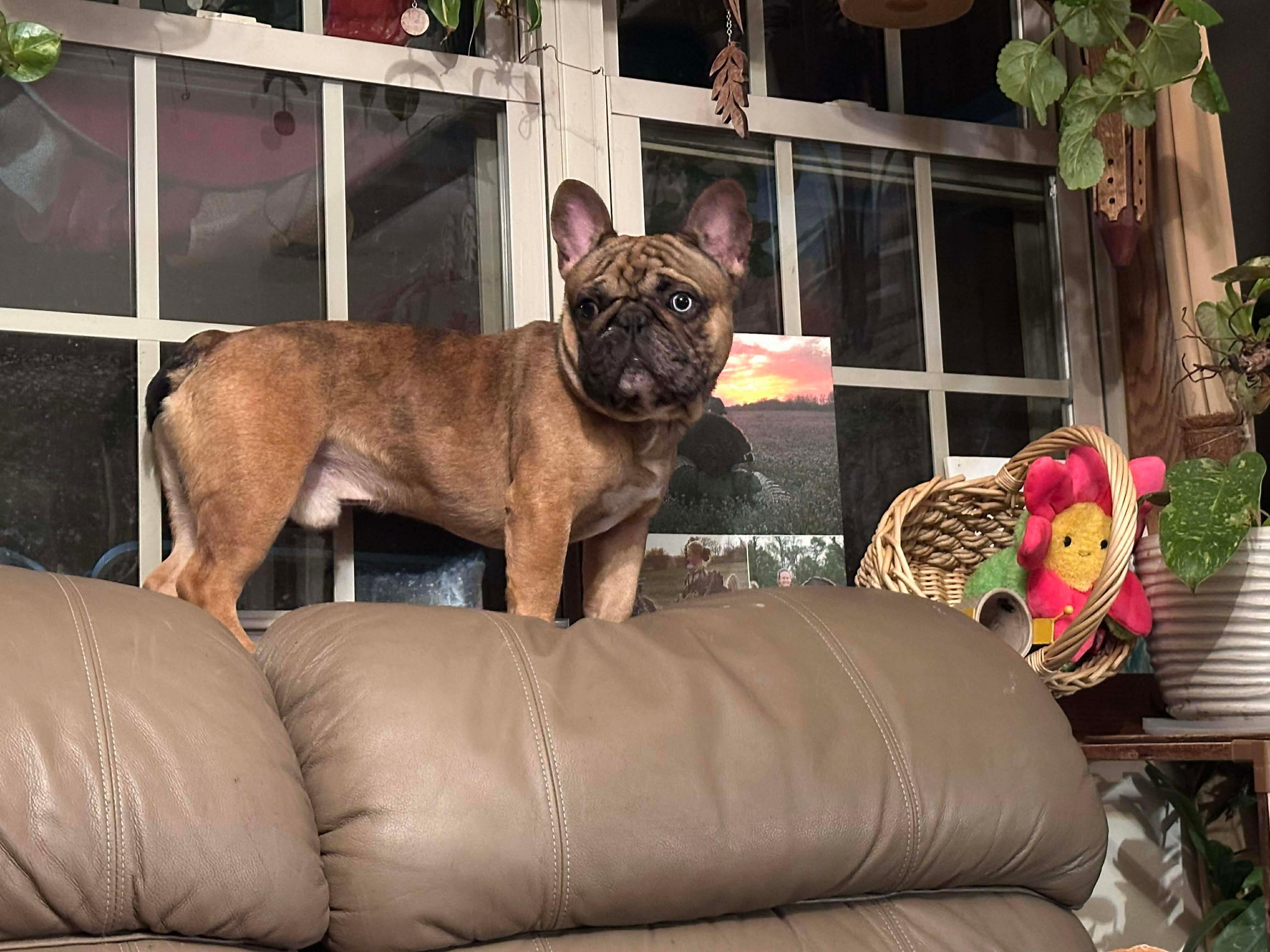 Enlarge DOS, a ADOPTABLE mixed breed in Cincinnati, OH image 6/6