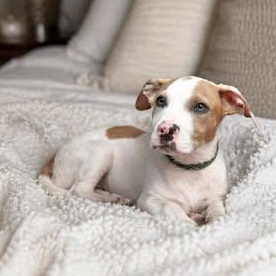 Brody, Adoptable, Puppy Male American Staffordshire Terrier & Pit Bull Terrier.