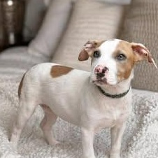 Enlarge Brody, a Adoptable mixed breed in Crosby, TX image 6/6