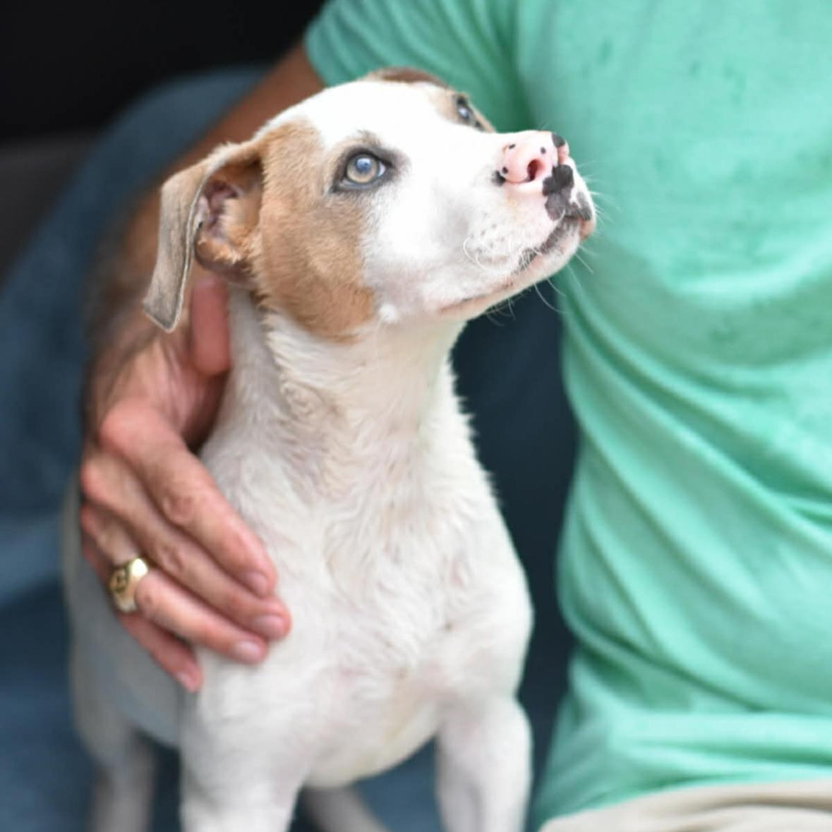 Enlarge Brody, a Adoptable mixed breed in Crosby, TX image 5/6