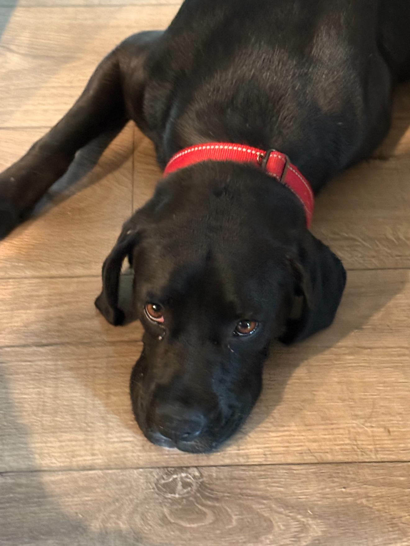 Shadow, a Adoptable Boxer in Boulder, CO image 2/3