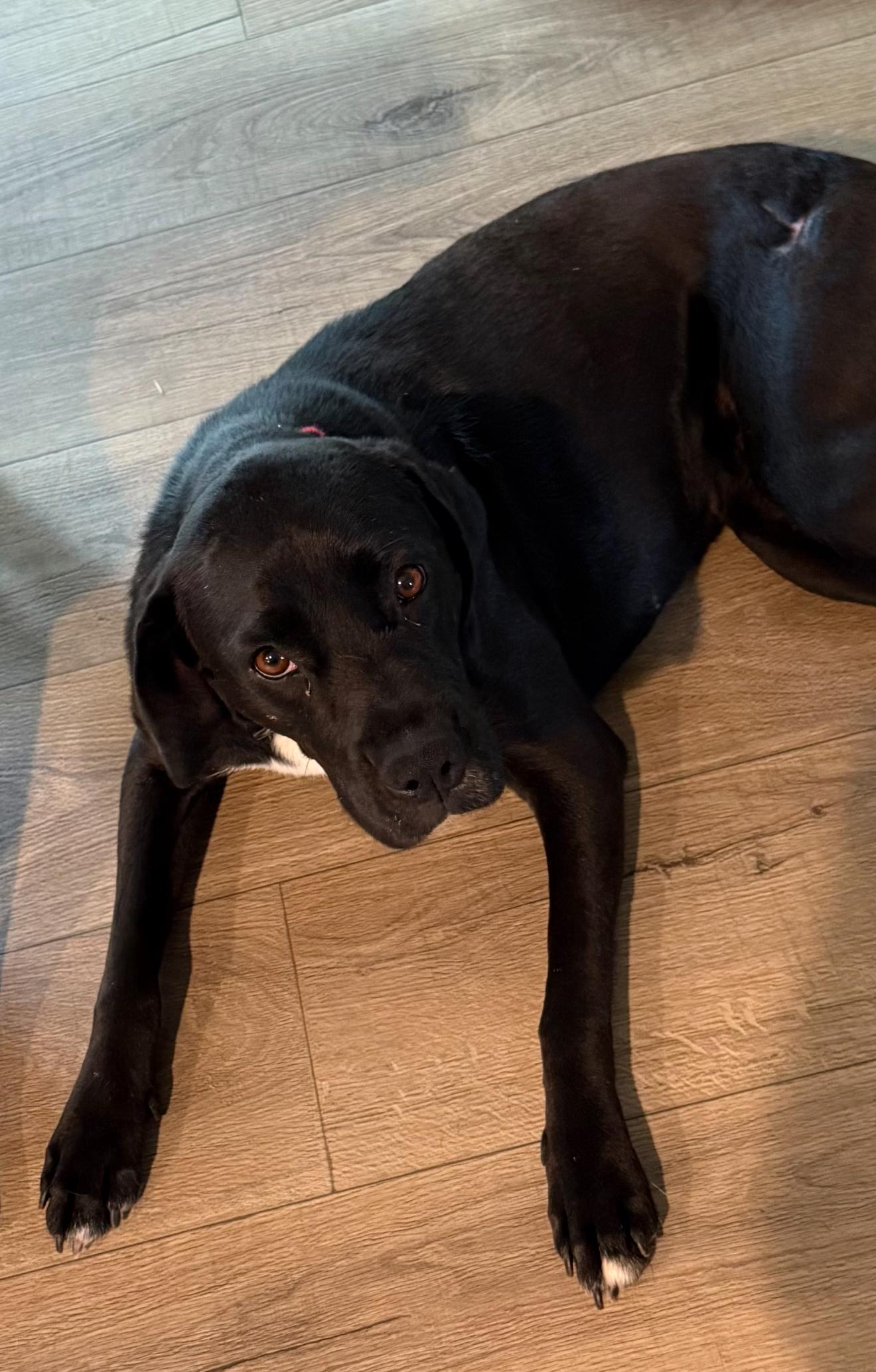 Shadow, a Adoptable Boxer in Boulder, CO image 3/3