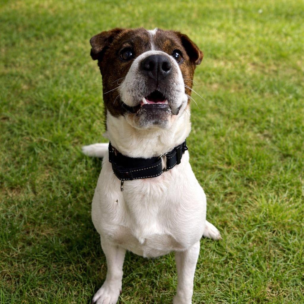 Enlarge Chatty, a Adoptable mixed breed in Norfolk, NE image 1/5