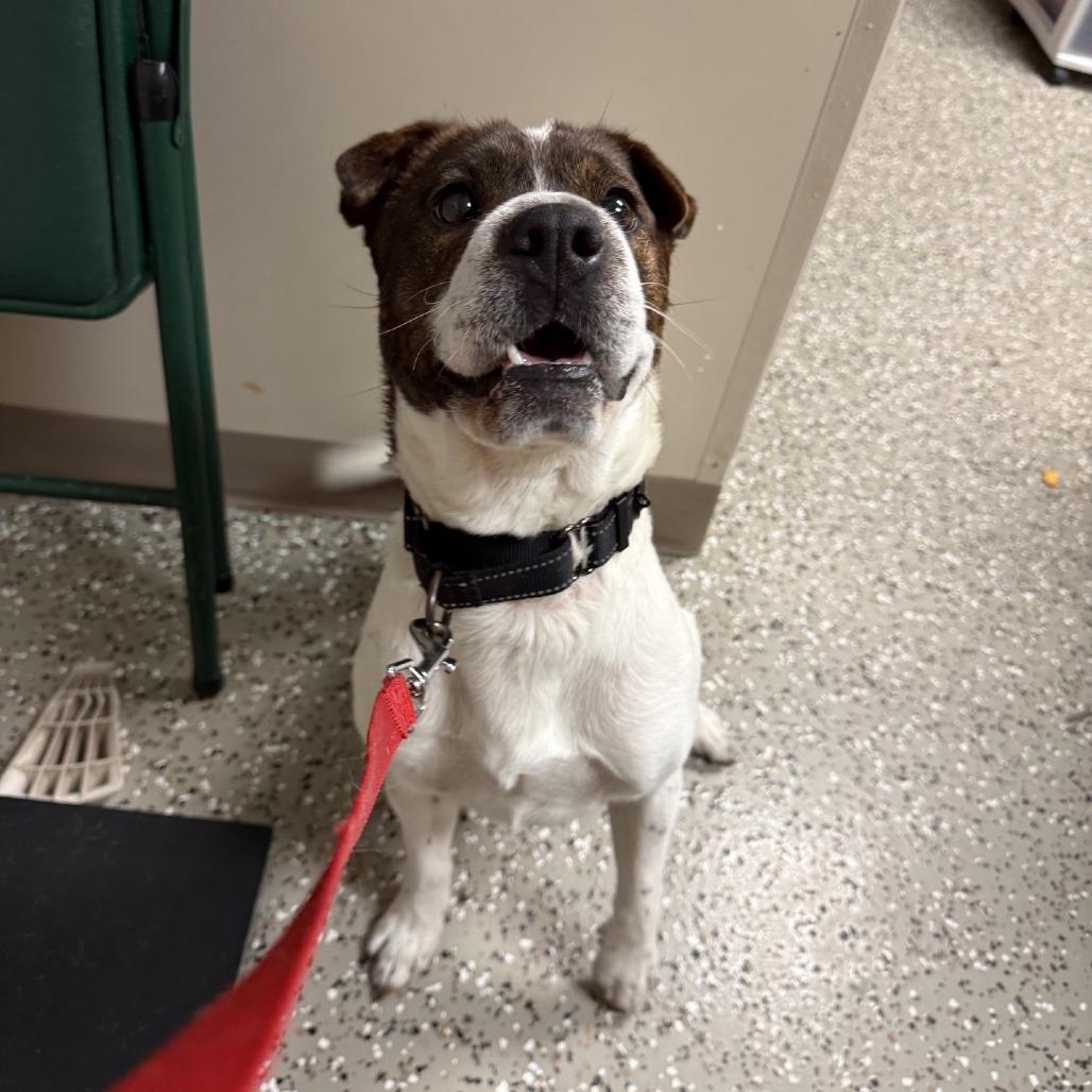 Enlarge Chatty, a Adoptable mixed breed in Norfolk, NE image 2/5