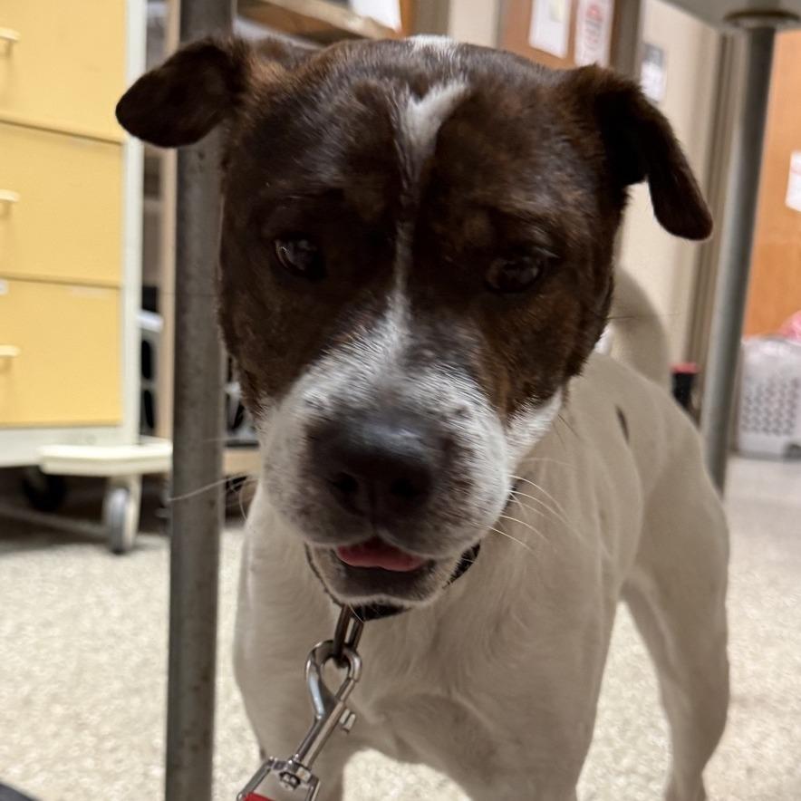 Enlarge Chatty, a Adoptable mixed breed in Norfolk, NE image 3/5