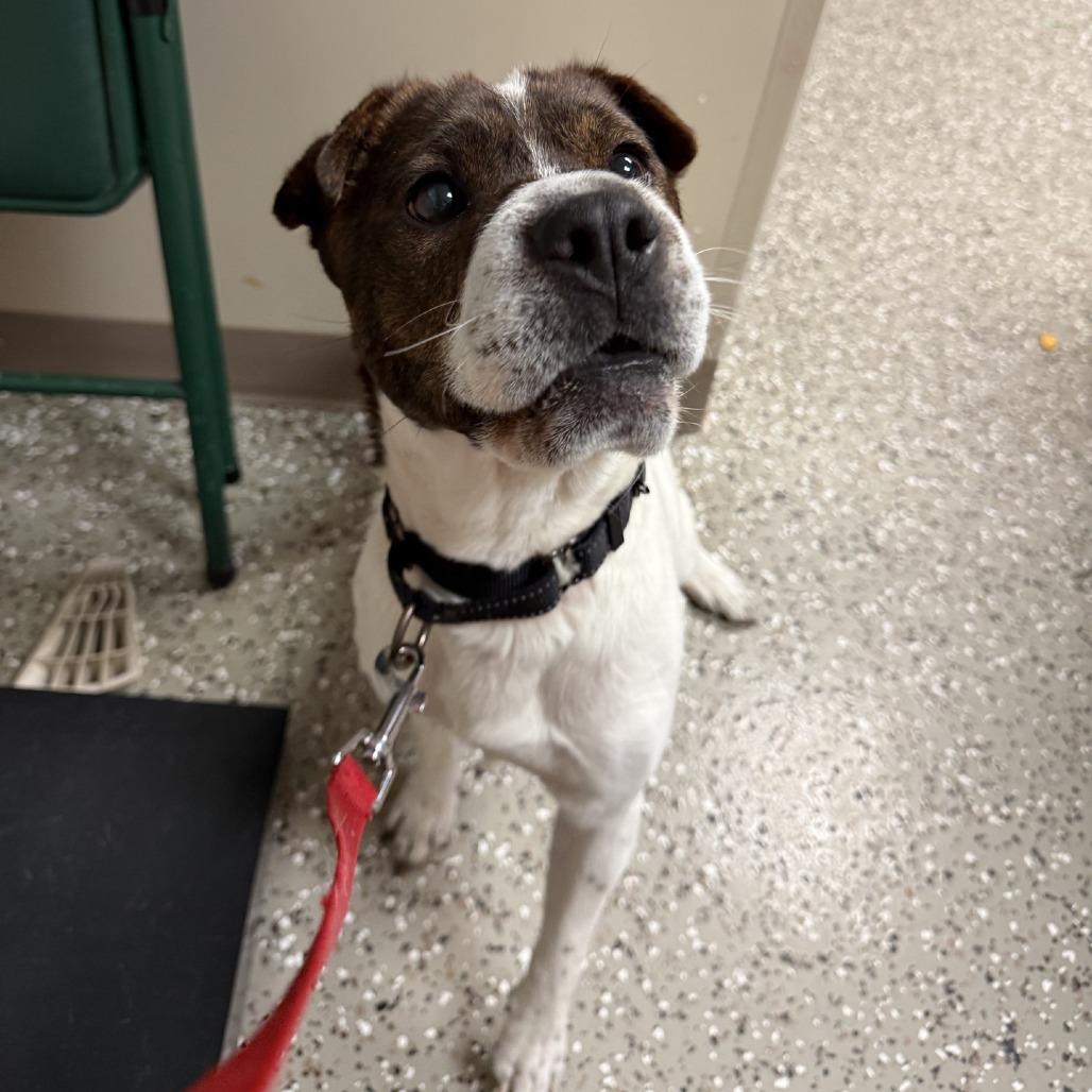 Enlarge Chatty, a Adoptable mixed breed in Norfolk, NE image 4/5
