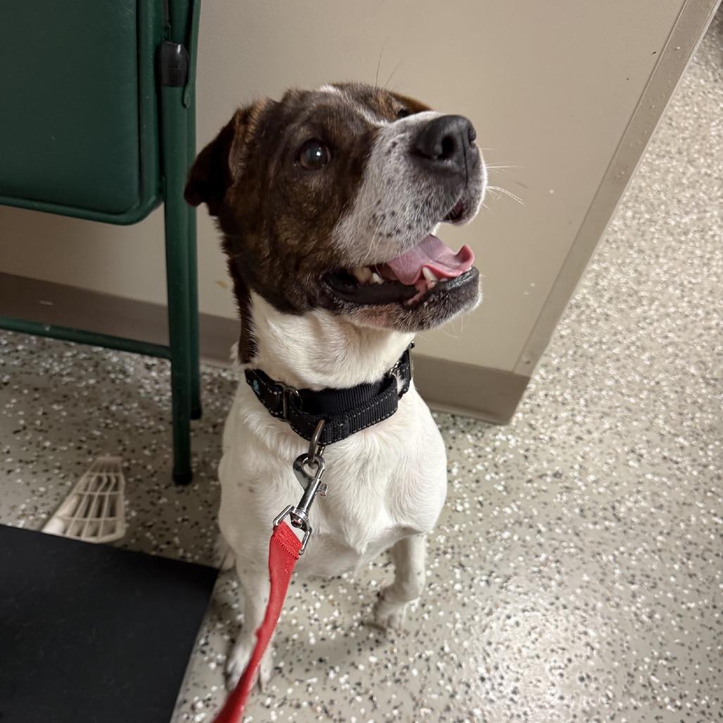 Enlarge Chatty, a Adoptable mixed breed in Norfolk, NE image 5/5