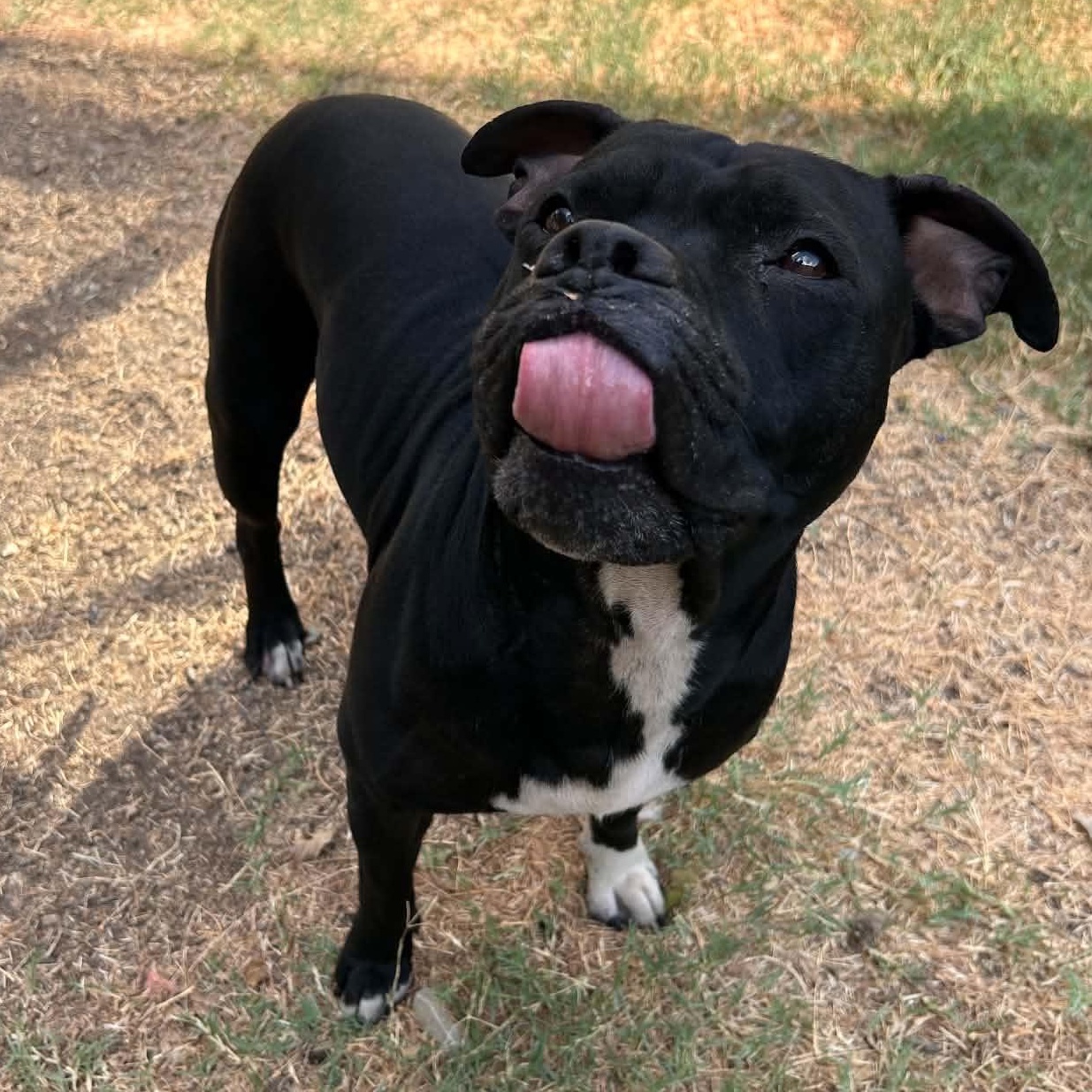 Enlarge Shego, a Adoptable mixed breed in The Colony, TX image 4/6