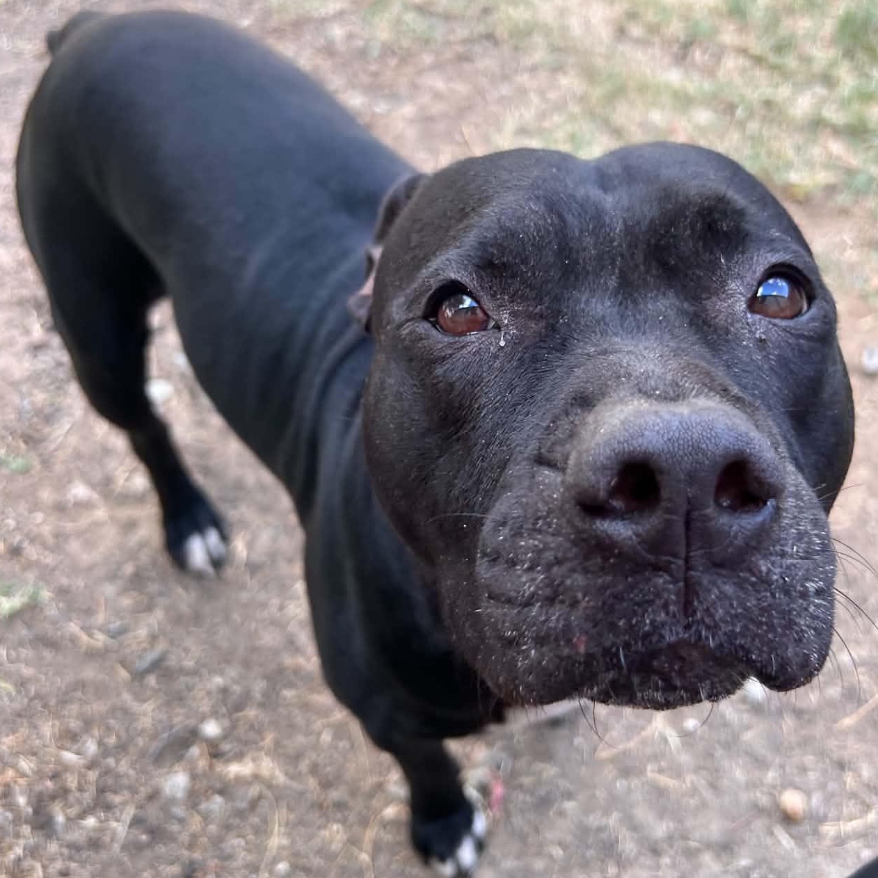 Enlarge Shego, a Adoptable mixed breed in The Colony, TX image 2/6