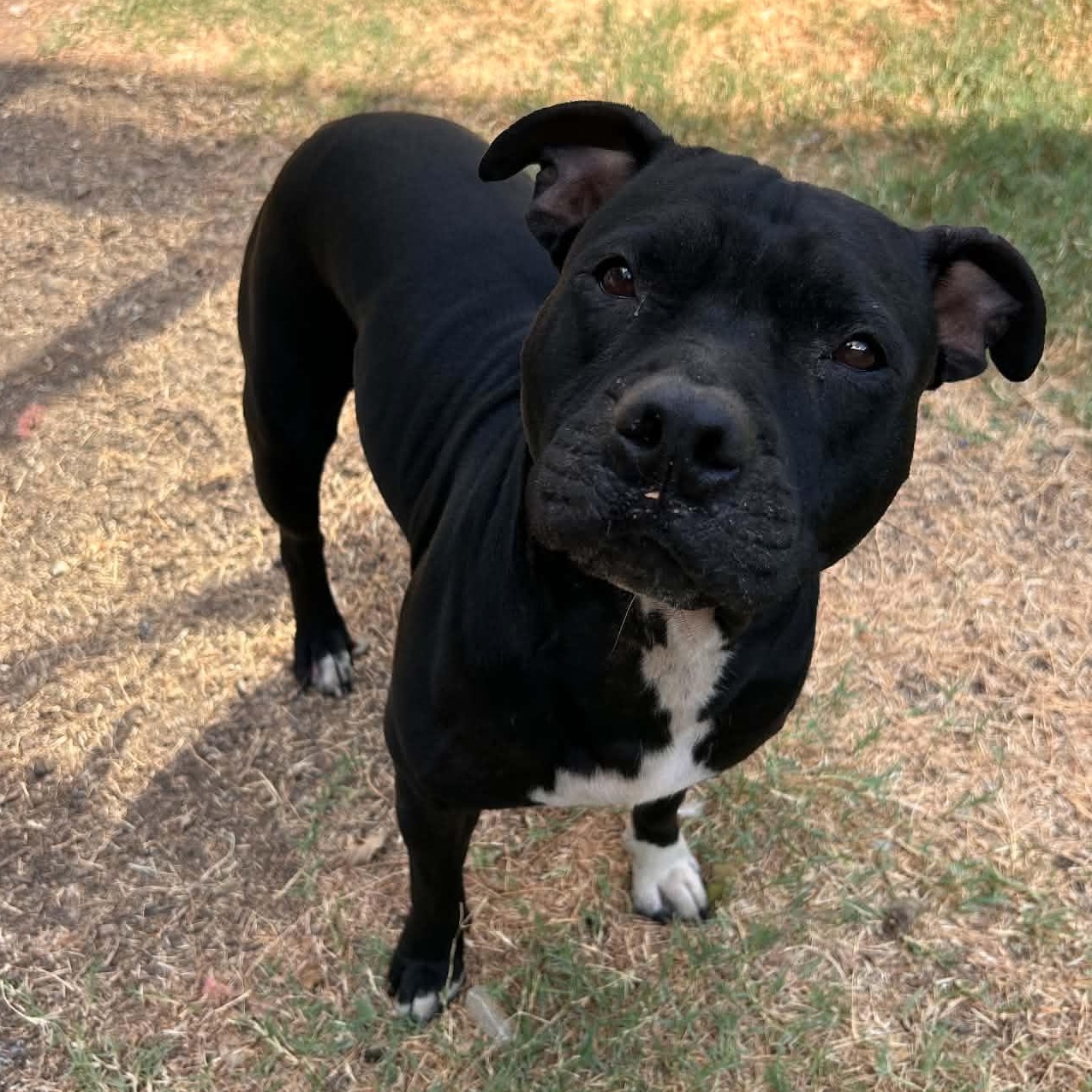 Enlarge Shego, a Adoptable mixed breed in The Colony, TX image 6/6