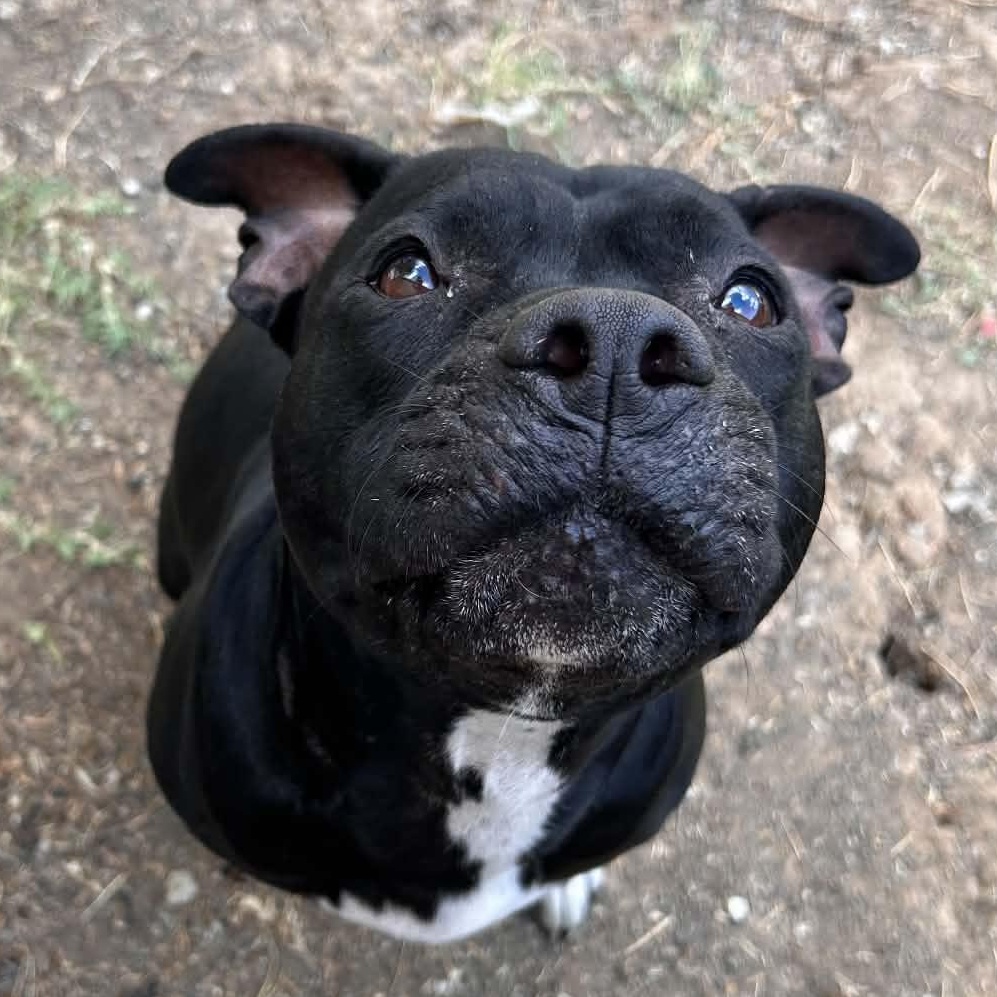 Shego, Adoptable, Young Female Pit Bull Terrier.