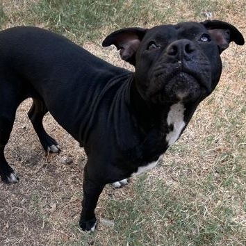 Enlarge Shego, a Adoptable mixed breed in The Colony, TX image 3/6