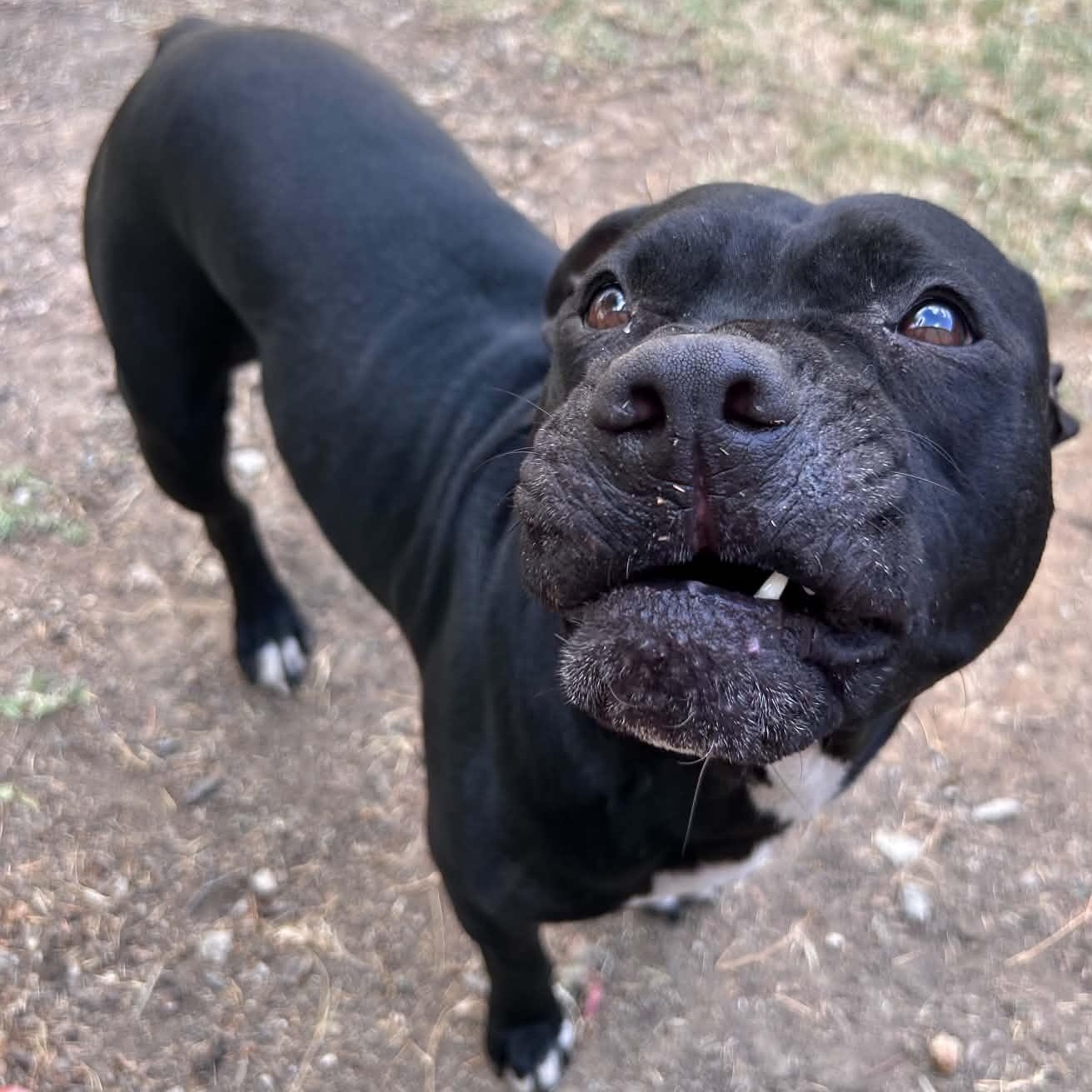 Enlarge Shego, a Adoptable mixed breed in The Colony, TX image 5/6