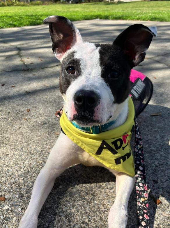 Annie, a Adoptable Mixed Breed in Palm Harbor, FL image 6/6