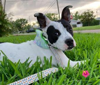 Annie, Adoptable, Young Female Mixed Breed.
