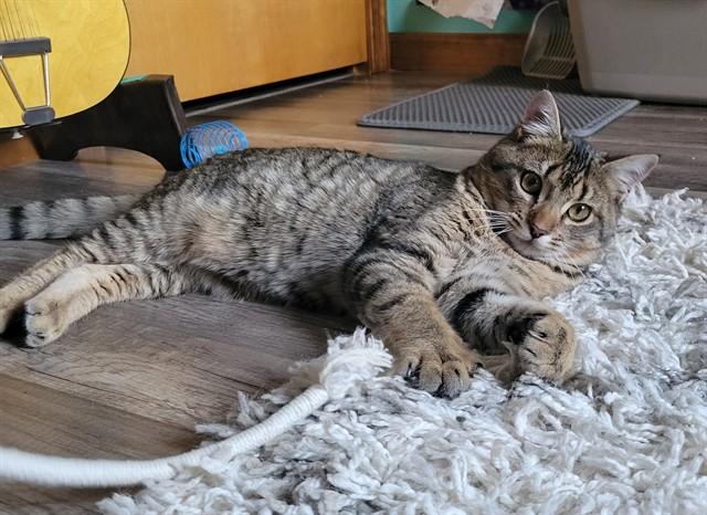 JASPER, Adoptable, Young Male Domestic Short Hair.