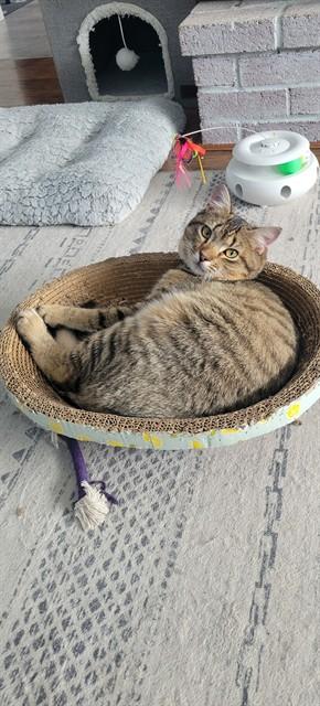 Enlarge JASPER, a Adoptable Domestic Short Hair in Westminster, MD image 1/1