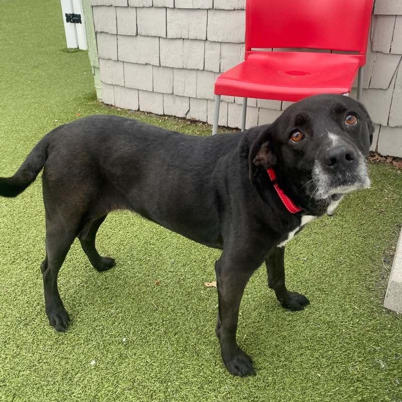 Enlarge Bella , a ADOPTABLE mixed breed in New Bedford, MA image 2/2