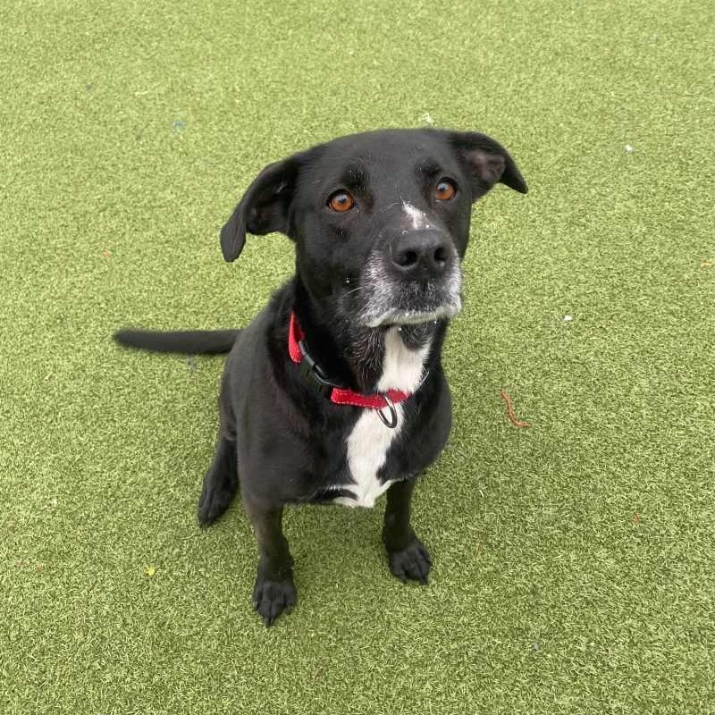 Bella , ADOPTABLE, Adult Female Labrador Retriever.