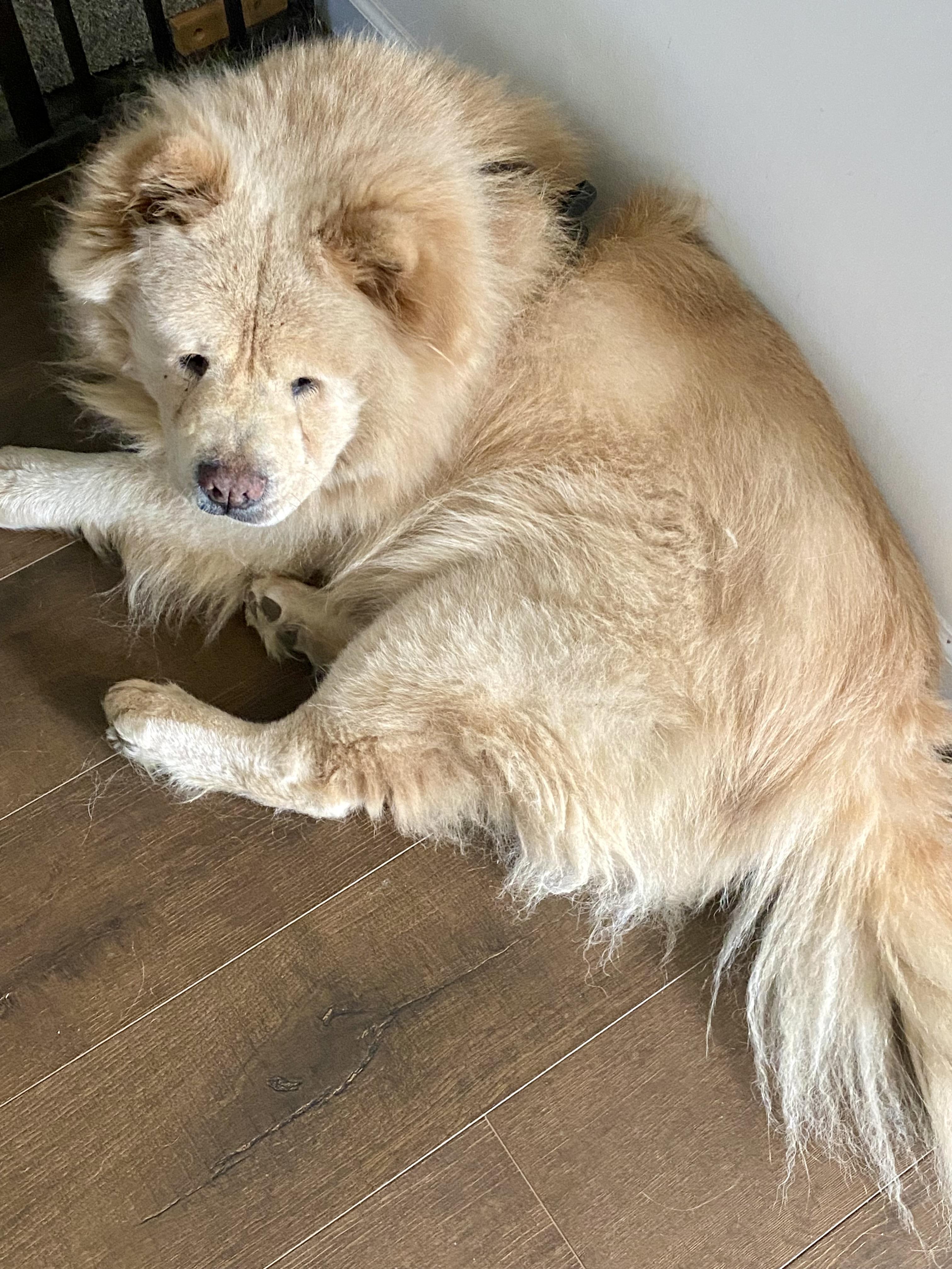 Enlarge Buddy, a Adoptable Chow Chow in Saint Louis, MO image 1/3