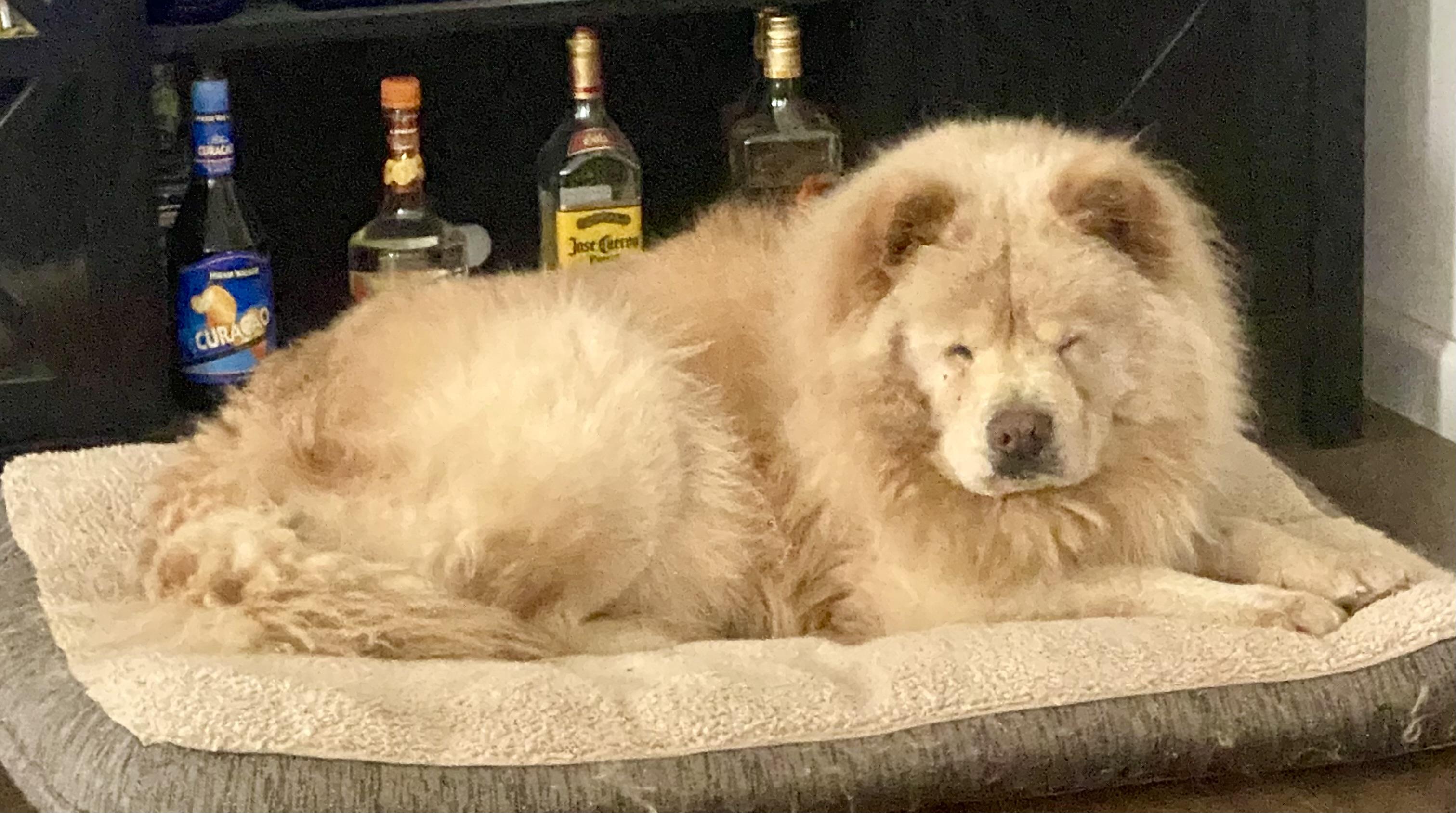 Enlarge Buddy, a Adoptable Chow Chow in Saint Louis, MO image 2/3
