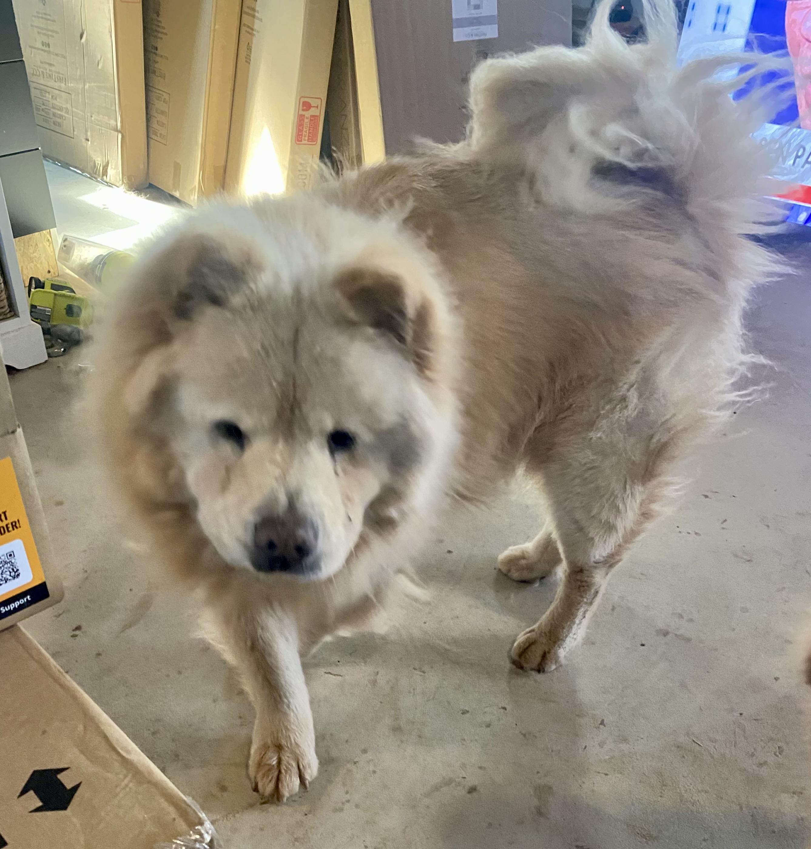Enlarge Buddy, a Adoptable Chow Chow in Saint Louis, MO image 3/3