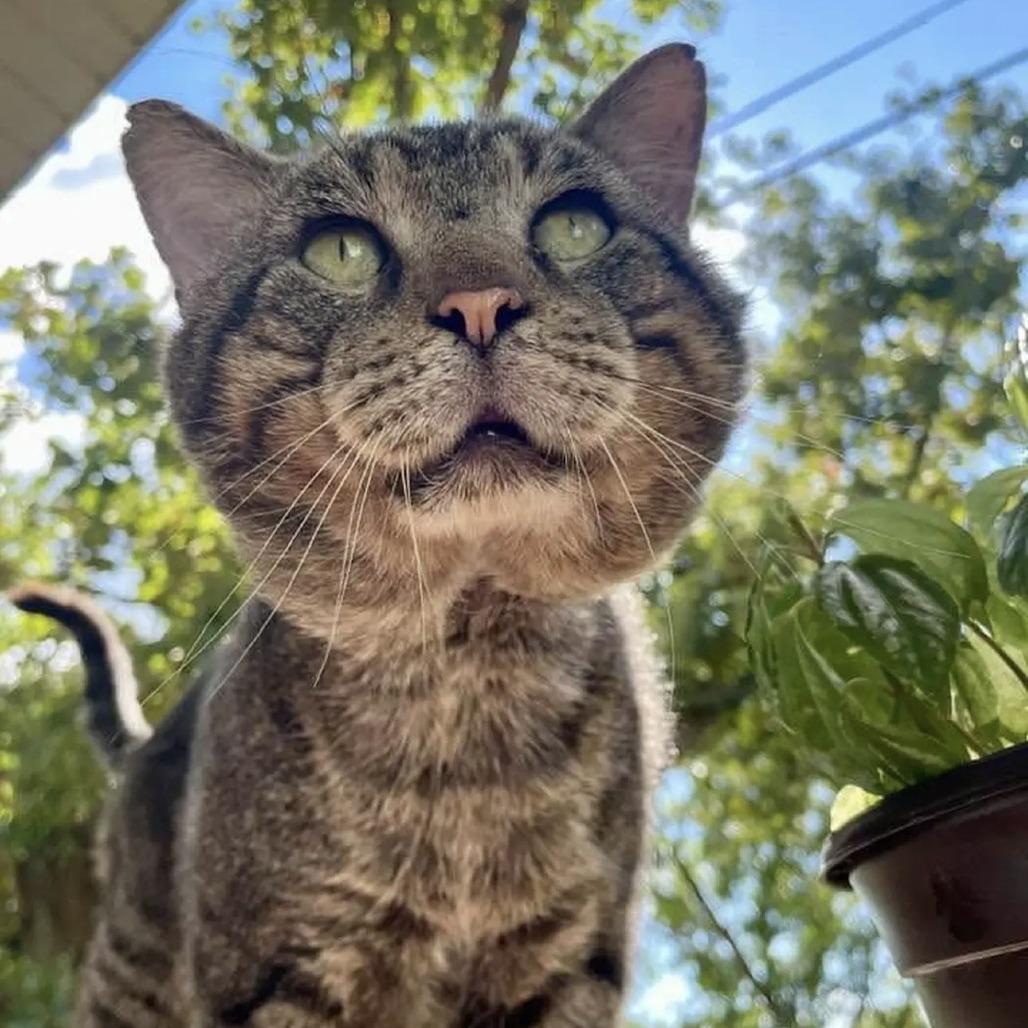 Fat Man Evan, Adoptable, Senior Male Domestic Short Hair.
