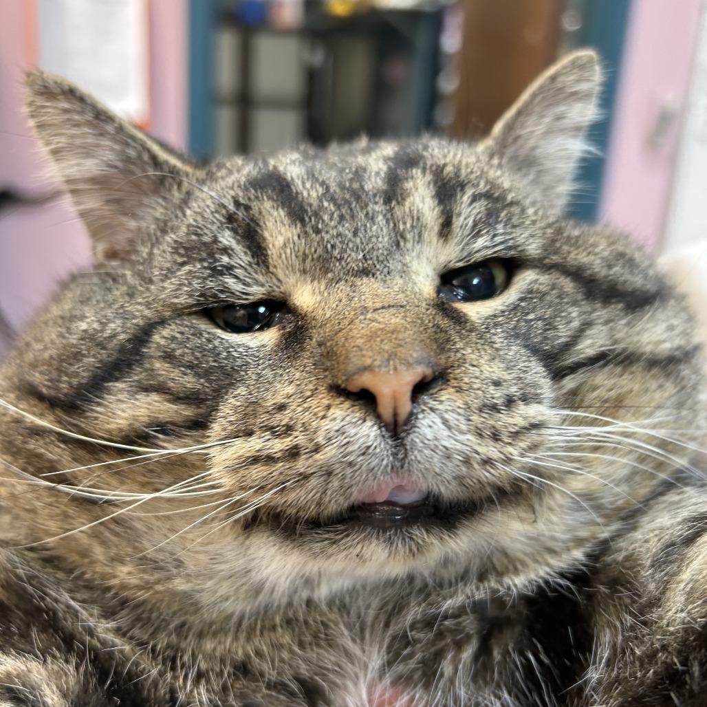 Enlarge Fat Man Evan, a Adoptable Domestic Short Hair in Branson, MO image 2/4