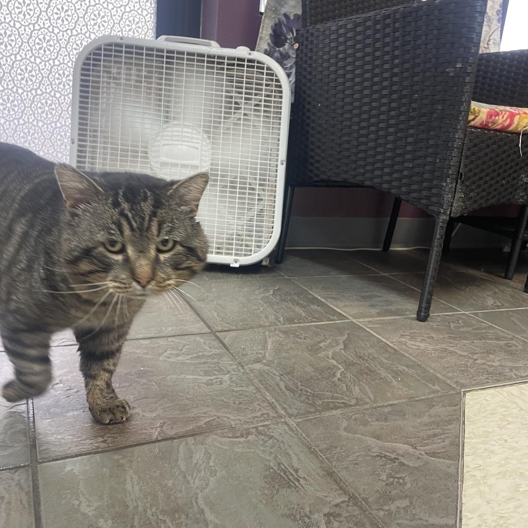 Enlarge Fat Man Evan, a Adoptable Domestic Short Hair in Branson, MO image 3/4