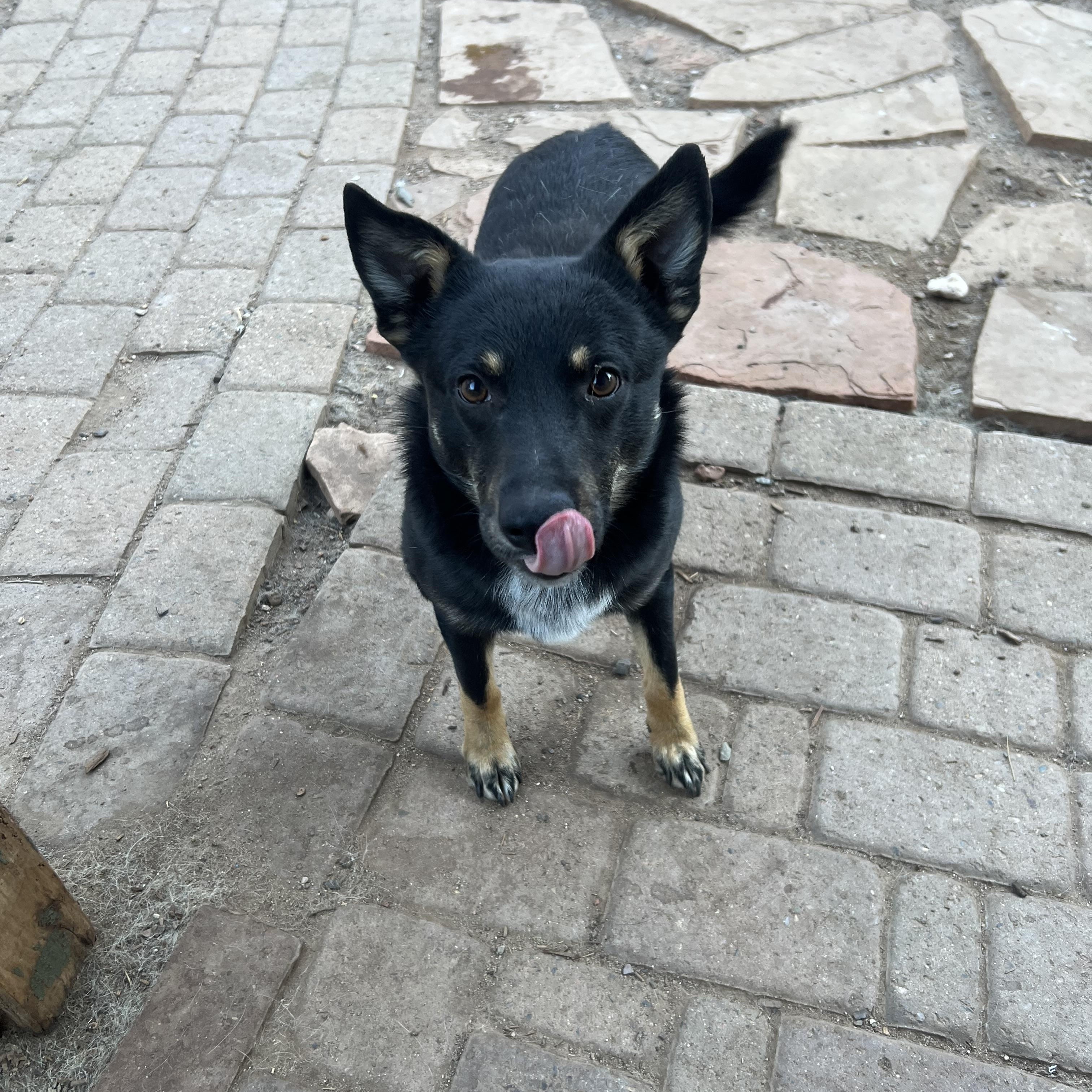 Enlarge Monty, an adopted mixed breed in Flagstaff, AZ image 1/2