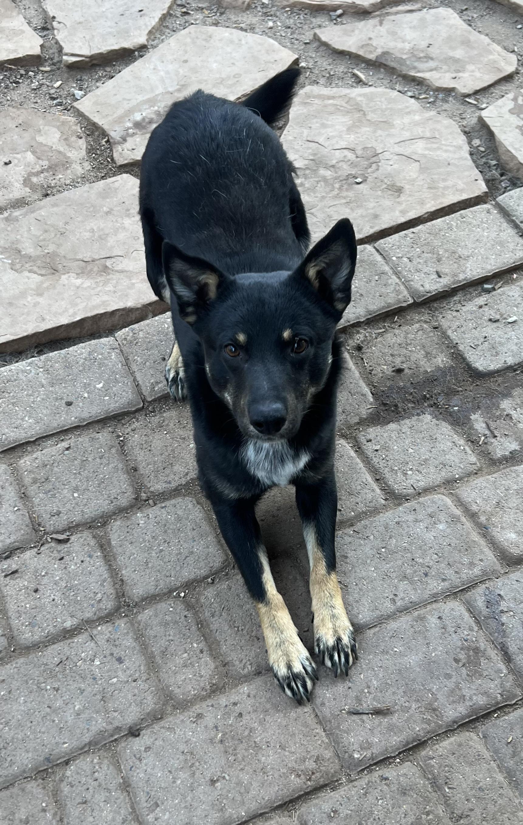 Enlarge Monty, an adopted mixed breed in Flagstaff, AZ image 2/2