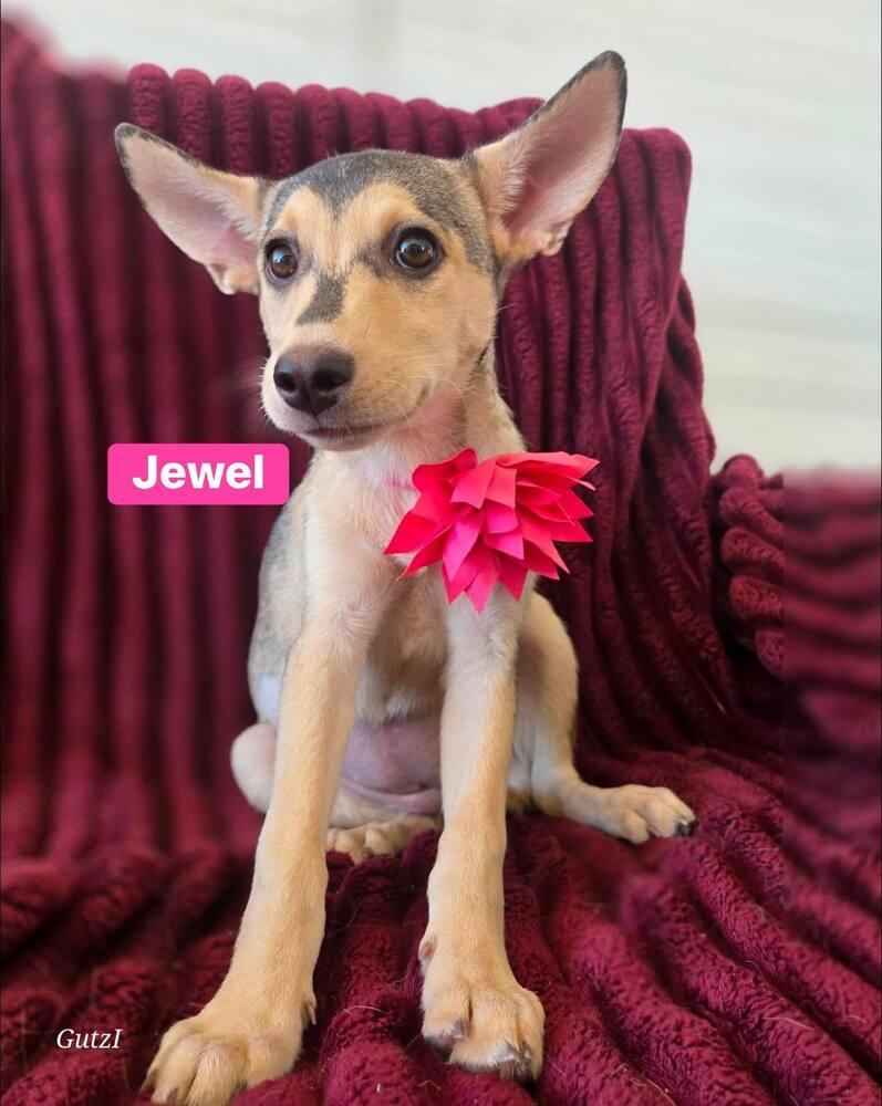 Jewel, a Adoptable mixed breed in Saugus, MA image 1/6