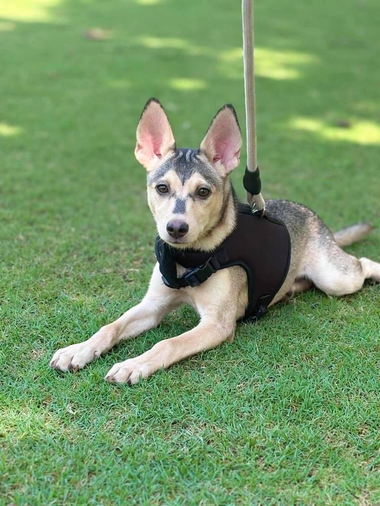 Jewel, a Adoptable mixed breed in Saugus, MA image 3/6