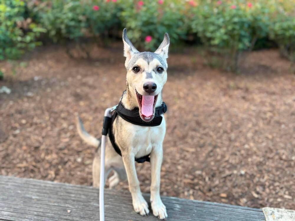 Jewel, a Adoptable mixed breed in Saugus, MA image 5/6