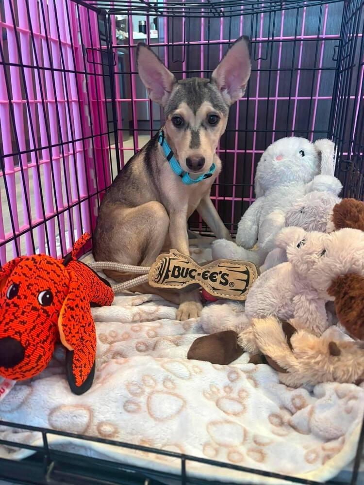 Jewel, a Adoptable mixed breed in Saugus, MA image 6/6