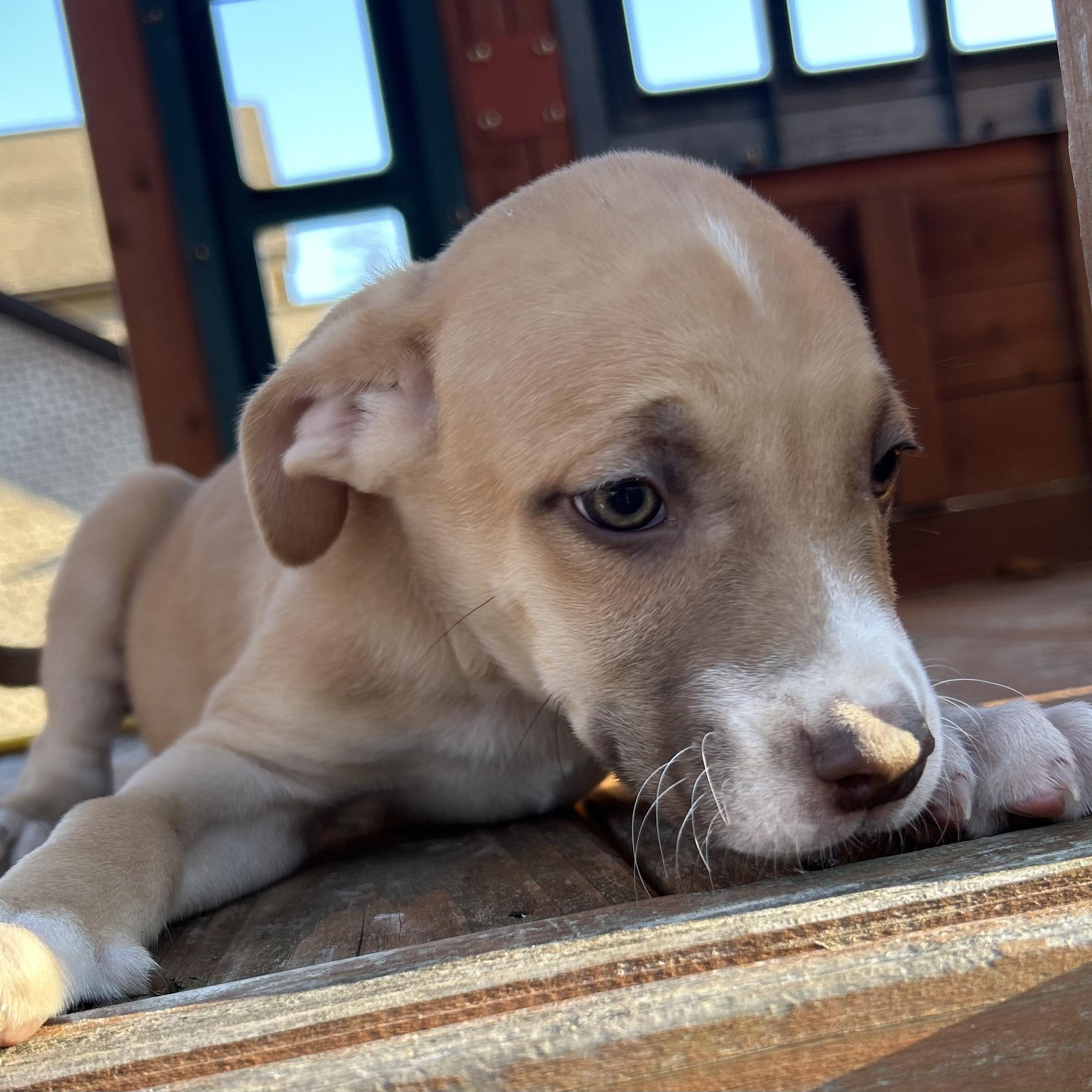 Enlarge TomTom, a Adoptable mixed breed in Roanoke, VA image 6/6