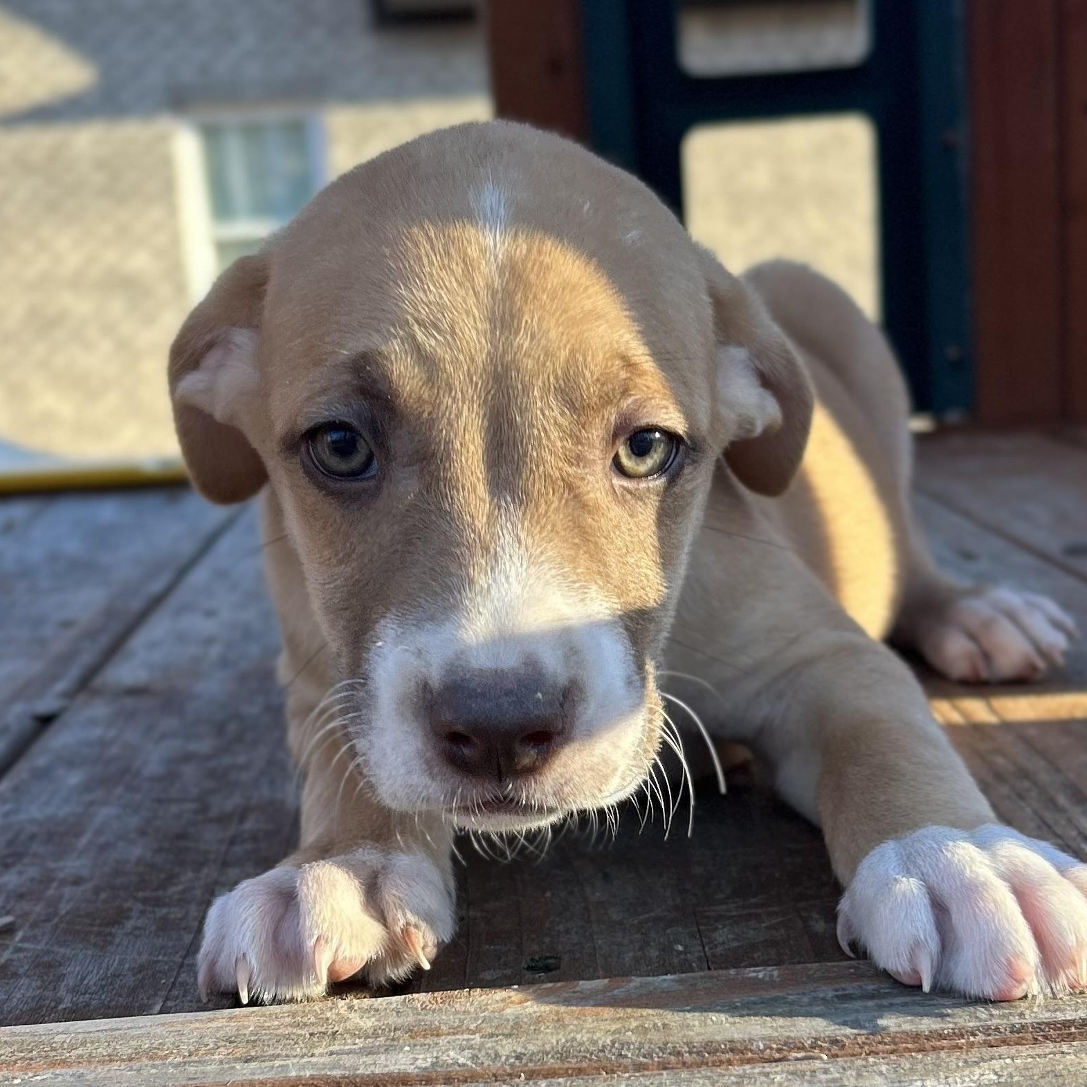 Enlarge TomTom, a Adoptable mixed breed in Roanoke, VA image 2/6