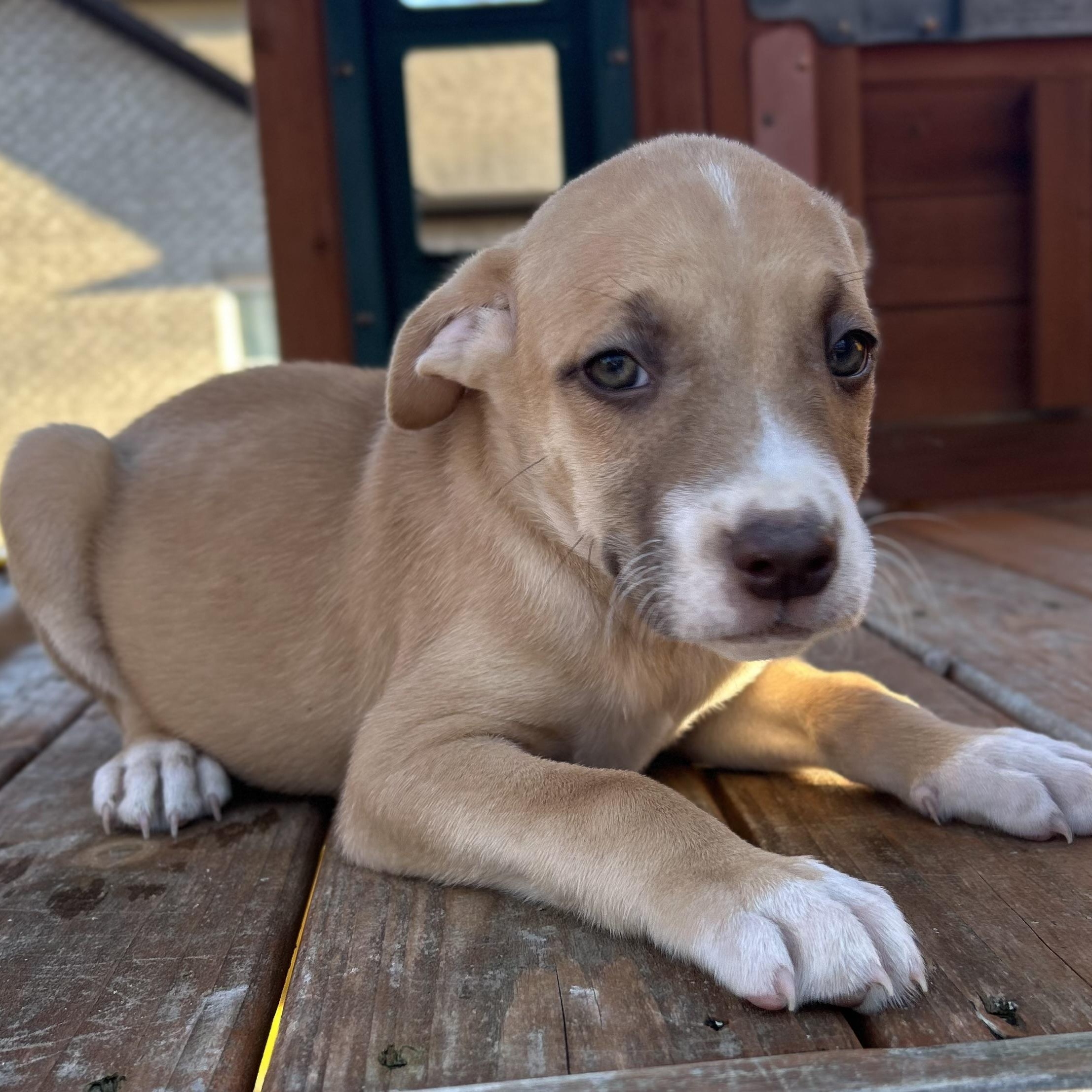 Enlarge TomTom, a Adoptable mixed breed in Roanoke, VA image 3/6