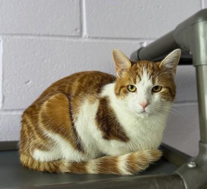Bo, a Adoptable mixed breed in Gwinn, MI image 1/2