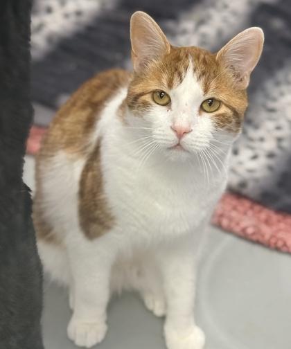 Bo, a Adoptable mixed breed in Gwinn, MI image 2/2