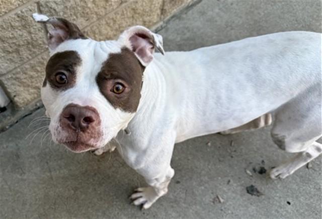 POINSETTIA, Adoptable, Adult Male Pit Bull Terrier & Mixed Breed.