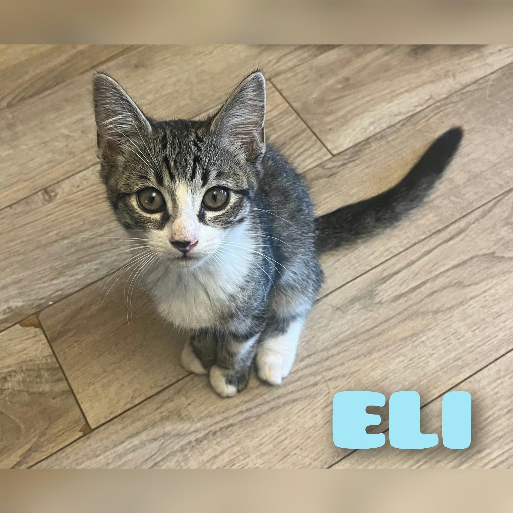 Enlarge ELI, a Adoptable mixed breed in Murrieta, CA image 2/2