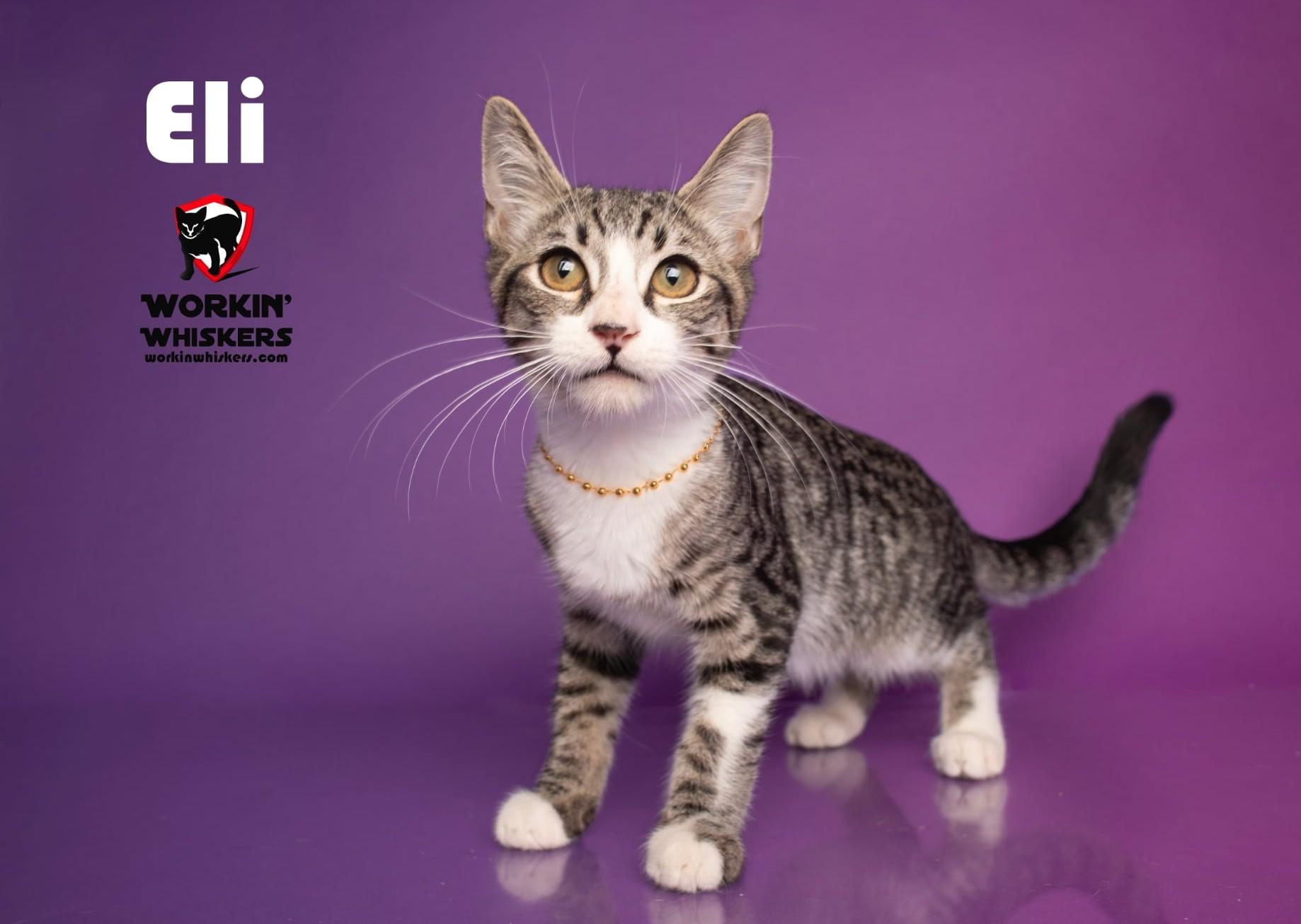 ELI, Adoptable, Kitten Male Egyptian Mau & Tabby.