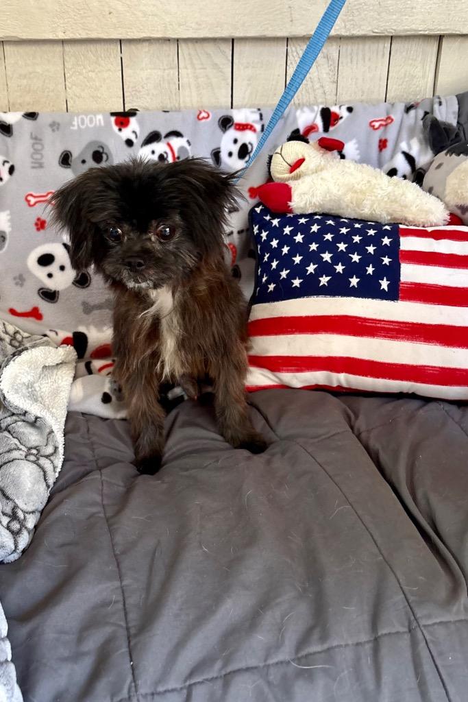 Gonzo, Adoptable, Adult Male Pekingese & Terrier.